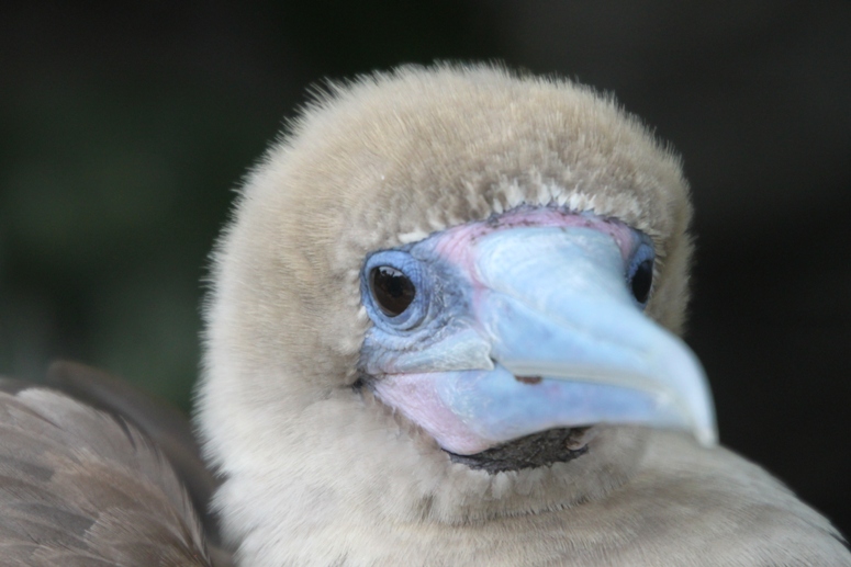 galapagos